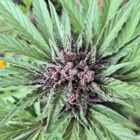 Red Tropicana Autoflower