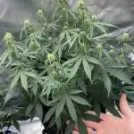 Northern lights auto