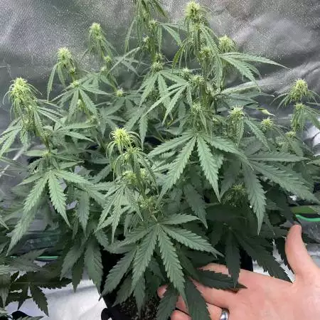 Northern lights auto