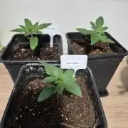 Wizard Trees and Barney's Farm