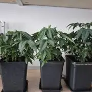 Wizard Trees and Barney's Farm