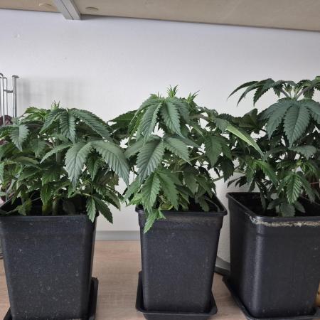 Wizard Trees and Barney's Farm