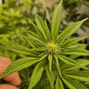 Wizard Trees and Barney's Farm