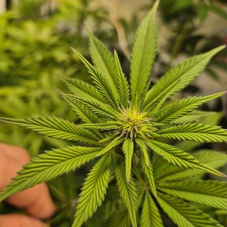 Wizard Trees and Barney's Farm