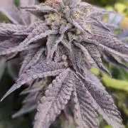 Wizard Trees and Barney's Farm