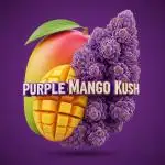 Purple Mango Kush