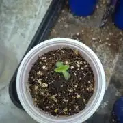 Cherry Poppers