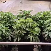 Wizard Trees and Barney's Farm