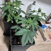 Wizard Trees and Barney's Farm