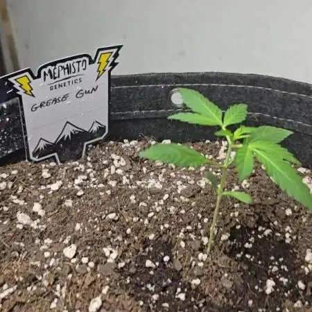 First Fast Buds