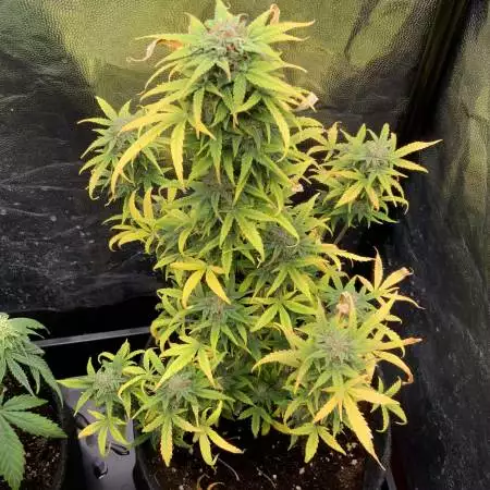 Double Kush Cake Auto