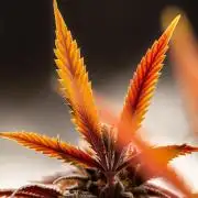 Spliff Seeds - Haze No.1 Regular