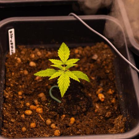 Dutch Blue Auto - Spliff Seeds