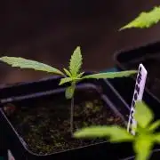 Lemon Crem Kush Auto - Spliff Seeds