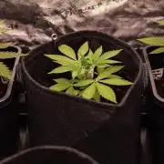 Gorilla Glue - Paradise Seeds
