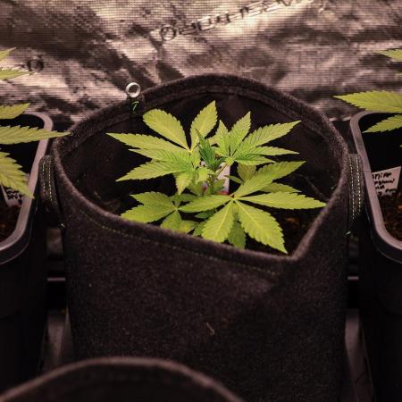 Gorilla Glue - Paradise Seeds