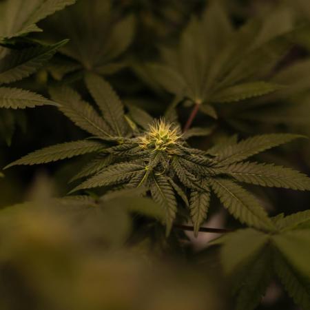Fast Buds - Lemon Paya