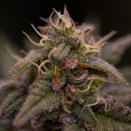 Mega Power Plant - Spliff Seeds