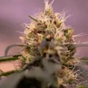 Spliffs Strawberry - Spliff Seeds