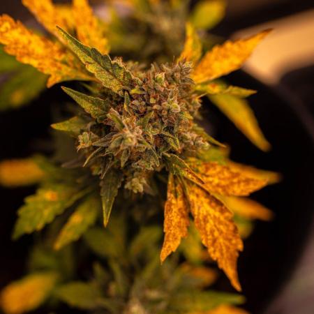 Banana Purple Auto - Paradise Seeds