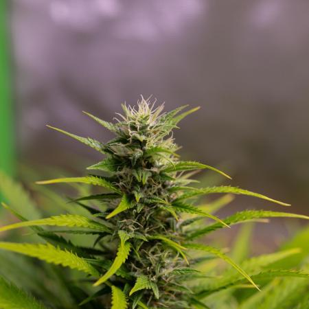 Blue Dream Auto - Spliff Seeds