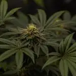 Tester 501x51 - Paradise Seeds