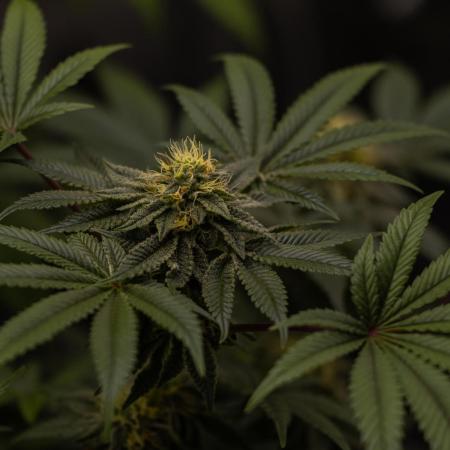 Tester 501x51 - Paradise Seeds