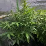 Blue Dream Auto - Spliff Seeds