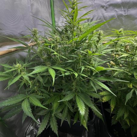 Blue Dream Auto - Spliff Seeds