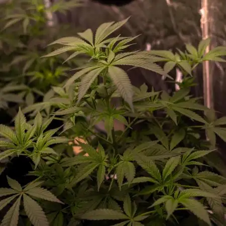 Paradise Seeds - L.A. Amnesia