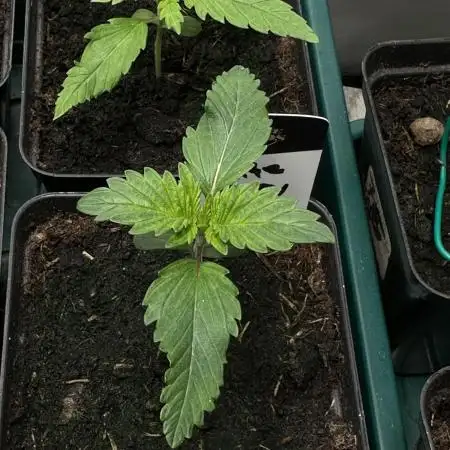 White Berry - Paradise Seeds