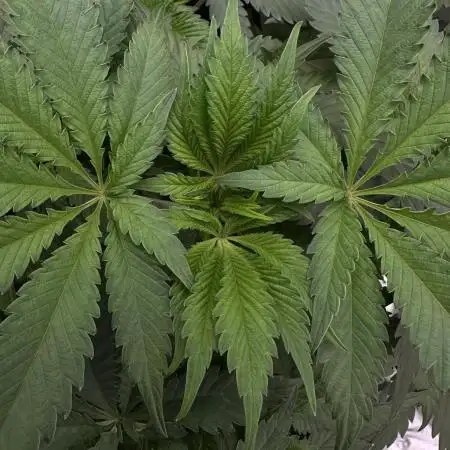 Tester 501x51 - Paradise Seeds