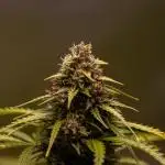 Neville’s Haze Auto