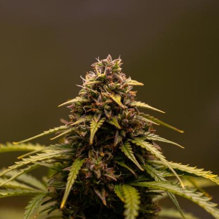 Neville’s Haze Auto