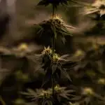 Fast Buds - Gorilla Melon