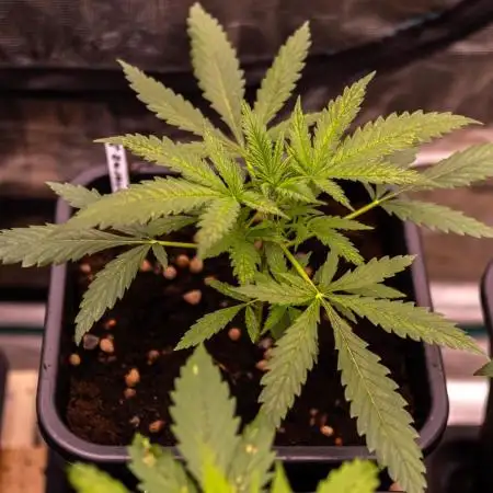 Spliff Seeds - Gelato