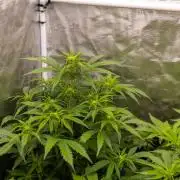 Paradise Seeds - Vertigo Auto