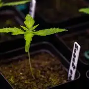 Mega Power Plant Auto - Spliff Seeds