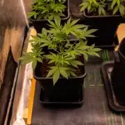 Blue Berry - Spliff Seeds