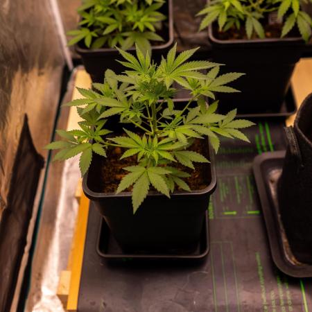 Blue Berry - Spliff Seeds