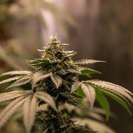 Paradise Seeds - G-Force