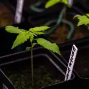 White Widow Auto - Spliff Seeds