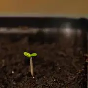 Paradise Seeds - Pandora Auto