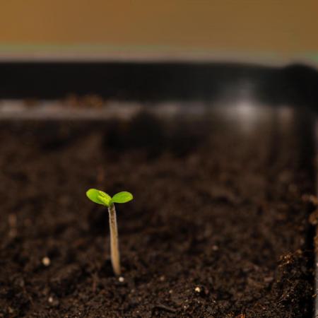 Paradise Seeds - Pandora Auto