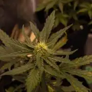 Guava Runta Auto- - FastBuds