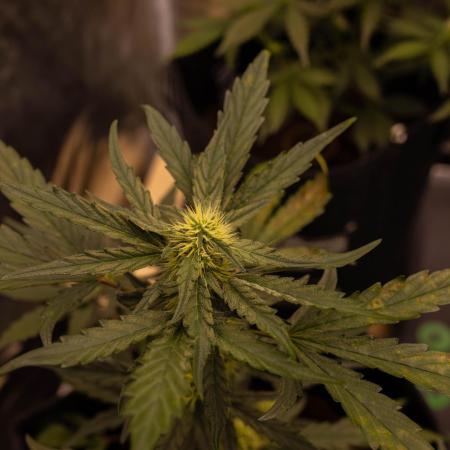 Guava Runta Auto- - FastBuds