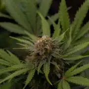 White Widow Auto - Spliff Seeds