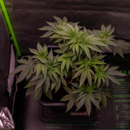 Z42 - FastBuds