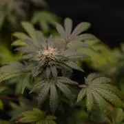 Gelato - Spliff Seeds