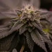 Z42 - FastBuds